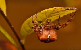 Attēlu rezultāti vaicājumam “Araneus diadematus eggs”