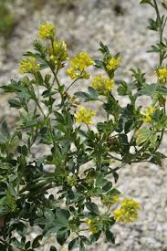 Attēlu rezultāti vaicājumam “Medicago sativa subsp. falcata leaf”