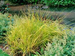 Attēlu rezultāti vaicājumam “Carex elata”