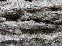 Attēlu rezultāti vaicājumam “Trapelia coarctata”