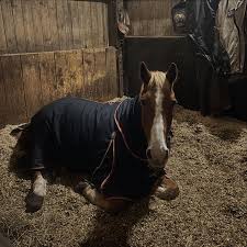 Image result for Bookham Riding School