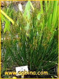 Attēlu rezultāti vaicājumam “Juncus nastanthus”