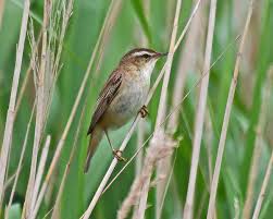 Attēlu rezultāti vaicājumam “Acrocephalus schoenobaenus adult”