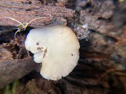 Attēlu rezultāti vaicājumam “Crepidotus applanatus”