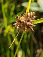 Attēlu rezultāti vaicājumam “Carex viridula flower”