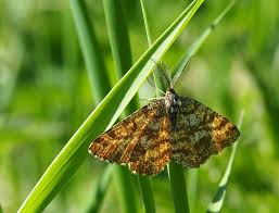 Attēlu rezultāti vaicājumam “Ematurga atomaria male”