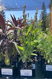 Image result for Salvia officinalis