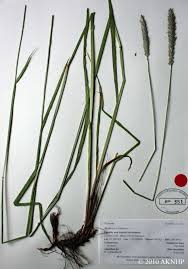 Attēlu rezultāti vaicājumam “Alopecurus pratensis fruit”