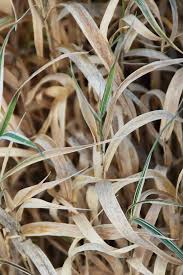 Attēlu rezultāti vaicājumam “Phalaroides arundinacea fruit”