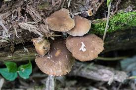 Attēlu rezultāti vaicājumam “Psathyrella sp.”