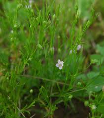 Attēlu rezultāti vaicājumam “Gypsophila muralis fruit”