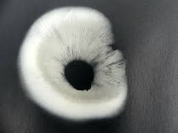 Attēlu rezultāti vaicājumam “Craterium aureonucleatum spores”