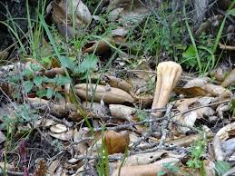 Attēlu rezultāti vaicājumam “Clavariadelphus pistillaris”