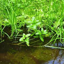 Attēlu rezultāti vaicājumam “Glyceria fluitans”