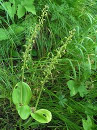 Attēlu rezultāti vaicājumam “Listera ovata”