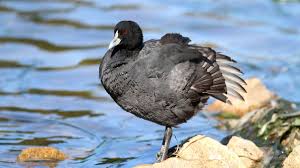 Attēlu rezultāti vaicājumam “Fulica atra”