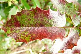 Attēlu rezultāti vaicājumam “Mahonia aquifolium leaf”