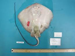 Image result for Bathytoshia centroura