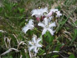 Attēlu rezultāti vaicājumam “Menyanthes trifoliata”
