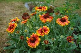 Image result for Gaillardia `Kobold`