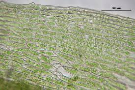 Attēlu rezultāti vaicājumam “Pohlia bulbifera”