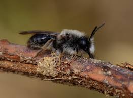 Attēlu rezultāti vaicājumam “Andrena vaga”