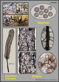 Attēlu rezultāti vaicājumam “Stemonitopsis typhina spores”