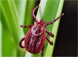 Attēlu rezultāti vaicājumam “Dermacentor reticulatus female”
