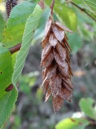 Attēlu rezultāti vaicājumam “Carpinus betulus fruit”