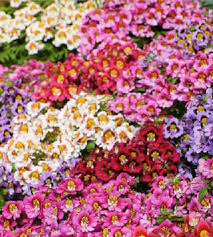 Image result for Schizanthus