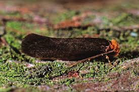 Attēlu rezultāti vaicājumam “Scardia boletella”