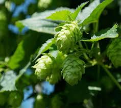 Attēlu rezultāti vaicājumam “Cannabaceae”