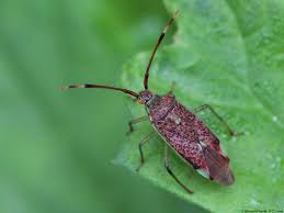 Attēlu rezultāti vaicājumam “Pantilius tunicatus”