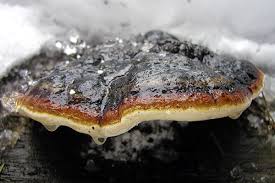 Attēlu rezultāti vaicājumam “Fomitopsis pinicola”