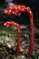 Attēlu rezultāti vaicājumam “Monotropa hypopitys bud”