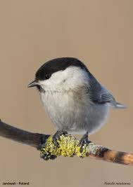 Attēlu rezultāti vaicājumam “Poecile montanus adult”