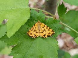 Attēlu rezultāti vaicājumam “Pseudopanthera macularia”