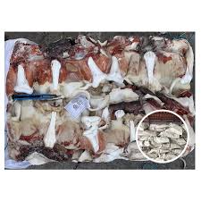 Image result for Dosidicus gigas