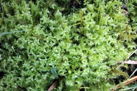 Attēlu rezultāti vaicājumam “Meesia triquetra”