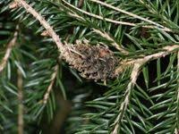 Attēlu rezultāti vaicājumam “Sacchiphantes abietis”