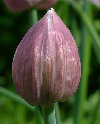 Attēlu rezultāti vaicājumam “Allium schoenoprasum bud”