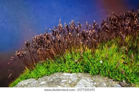 Attēlu rezultāti vaicājumam “Ceratodon purpureus sporophyte”