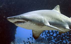 Image result for Carcharias