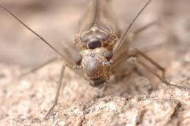 Attēlu rezultāti vaicājumam “Metylophorus nebulosus”