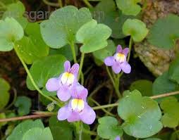 Attēlu rezultāti vaicājumam “Cymbalaria muralis”