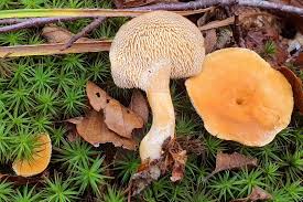 Attēlu rezultāti vaicājumam “Hydnum rufescens”