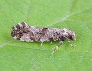 Attēlu rezultāti vaicājumam “Morophaga choragella”