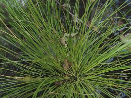 Attēlu rezultāti vaicājumam “Trichophorum cespitosum”