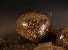 Attēlu rezultāti vaicājumam “Dianema nivale”