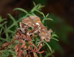 Attēlu rezultāti vaicājumam “Noctuidae”